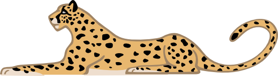 cheetah